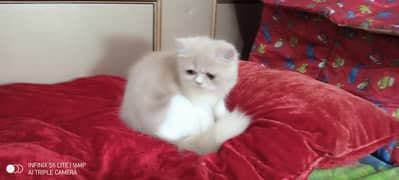 Persian kitten