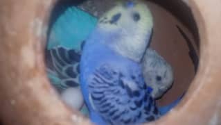 Australian parrot pair