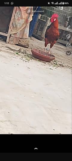 murga