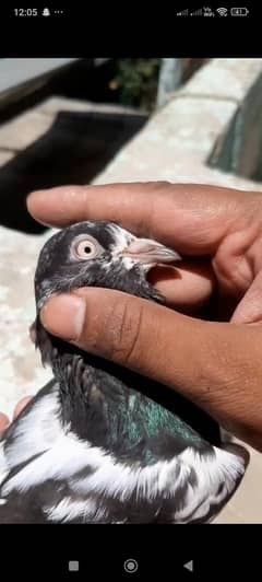 Parwazi +Lahori Sherazi + Pure Latha +English Lucky + Love Birds