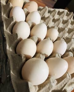 golden misri hens eggs