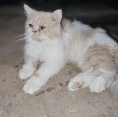 persian
