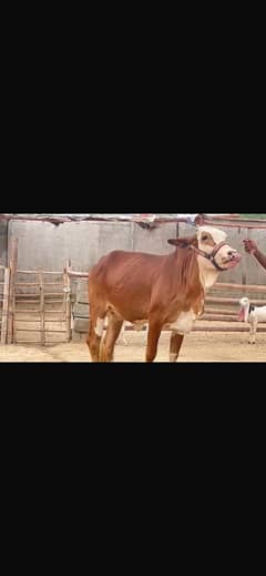 Gulabi