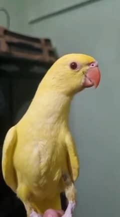 yellow green tame