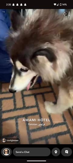 husky female