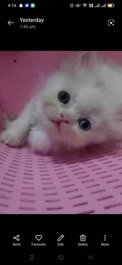 Peki kittens and persian kittens semi punch available