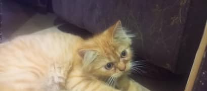Persian cat fullft playful beautiful enocent a