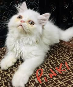 Kitten