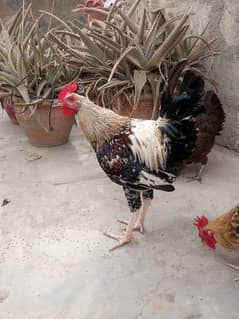 Full Active and handsome rooster/murga