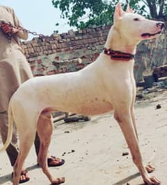 gulriyaj shikari