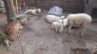 Sheep's