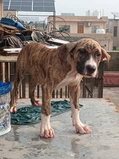Pittbull
