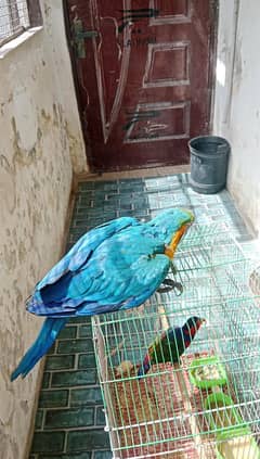 Blue & Gold Macaw Chicks