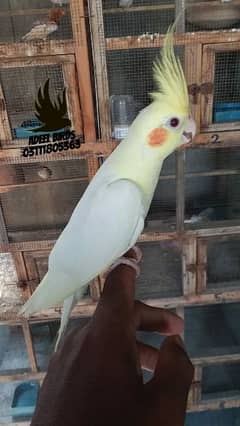 Hand tame cocktail
