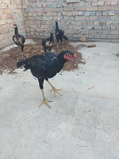 Thai Aseel, Imported blood line
