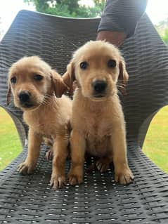 puppies