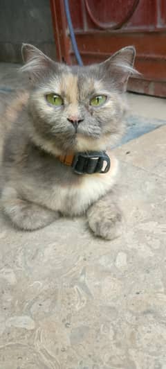 homade cat