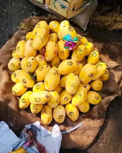 Multani mango chounsa 
