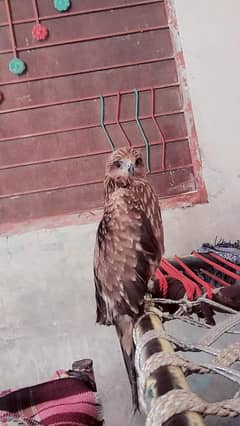 This Bird  is beautiful and worth seeing