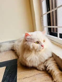 white triple coated male cat