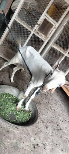 white  teadi bakri