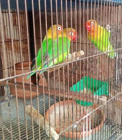 Parrots