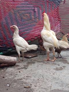 white hera aseel pair