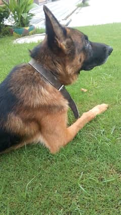 German Shepard for sale