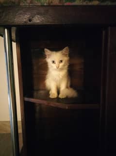  Turkish Angora Kittens for Sale 