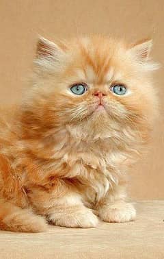 Persian cat for sale male or female my WhatsApp 0328=16=39=288