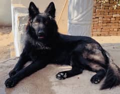 Black German Shepherd long Coat heavy bone structure