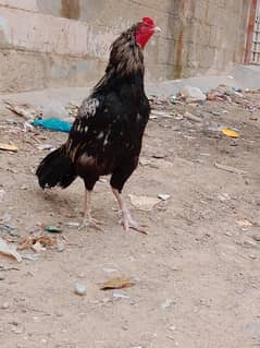 aseel high quality mianwali murga . .