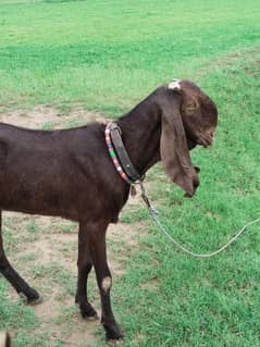 bhalwali nasal khubsurat bakri  03477894722