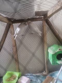 urgent sale love birds