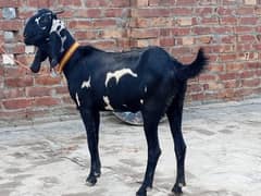 Nagra beetal Goat for sale