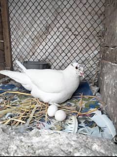 King Breeder Female For Sale