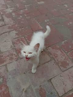 Sweet Baby Girl Kittens Looking for a Loving Home!