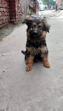 gsd
