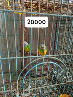 Parrots