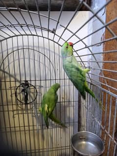 one male two females with cage