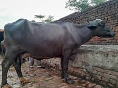 neeli buffalo