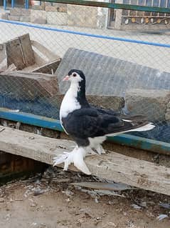 black and grey sherazi females