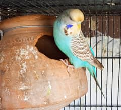 King Female Active & Healthy