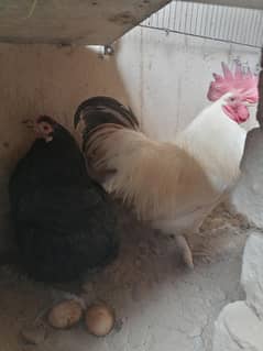 bantam