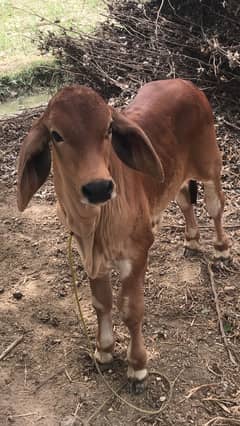 Brahman Bull Patojo 567/96 for sale