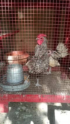 Silver Sebrite Fertile Eggs 0323-6612330