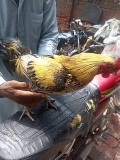 pure desi murga