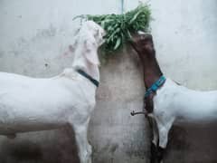 Ghr K Palle Hoe Munde Bakra Bakri With Kid.
