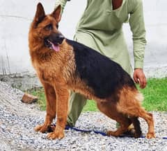 German Shepherd double coat female for sale