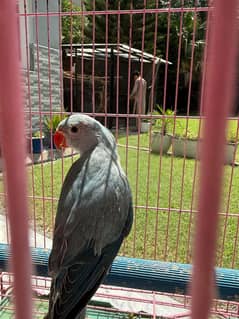 Blue parrot self chicks |Parrot|Blue Parrot|parrot for sale
